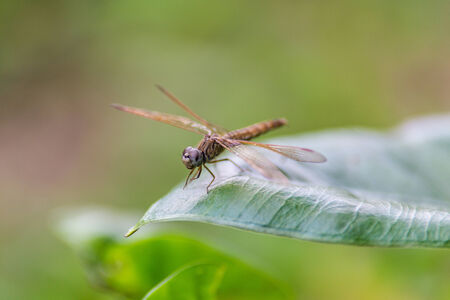 red dragonfly.の写真素材