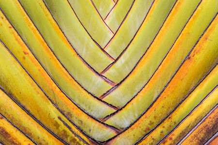 Big palm folding branches abstract closeup.の写真素材