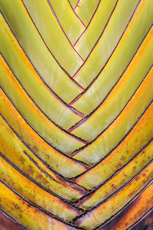 Big palm folding branches abstract closeup.の写真素材