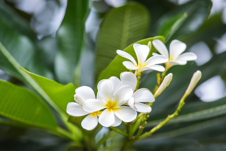 Plumeria (frangipani) flowers on tree.の写真素材
