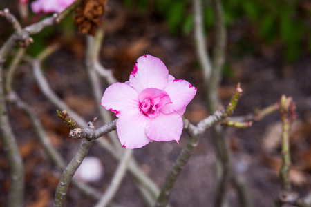 Desert rose or Ping Bignonia flower tree.の写真素材