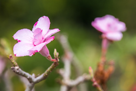 Desert rose or Ping Bignonia flower tree.の写真素材