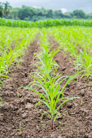 Green field with young corn.