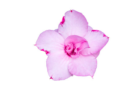 Adenium obesum , Desert Rose, Impala Lily, Mock Azalea, flowerの写真素材