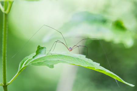 Spider on his leave.の写真素材