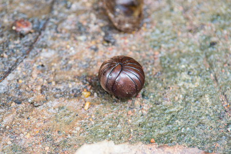 pill millipede is rolling into ball form on the forest floor.