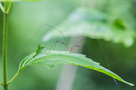 Spider on his leave.の写真素材