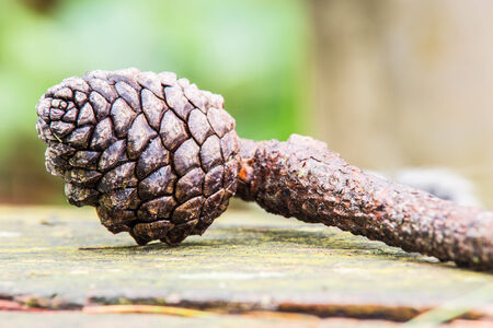 Pine cone on wooden tableの写真素材