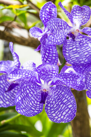 Orchid of blue vanda の写真素材