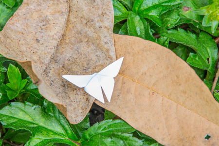 Butterfly paper on a Leaf.の写真素材