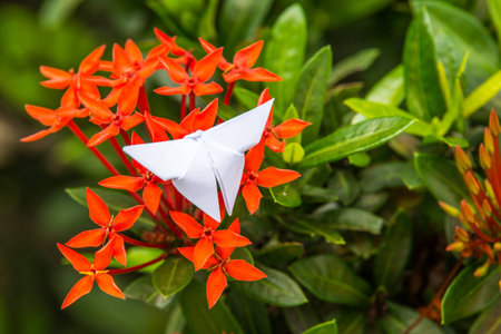 Red flower spike and butterfly from paperの写真素材