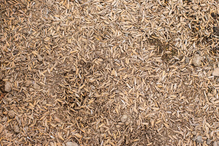 Close up of paddy backgroundの写真素材