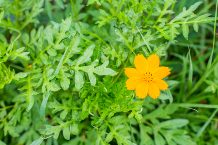 Orange marigold in flowerbed in summer city park.の写真素材