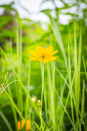 Orange marigold in flowerbed in summer city park.の写真素材