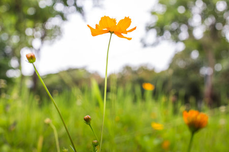Orange marigold in flowerbed in summer city park.の写真素材