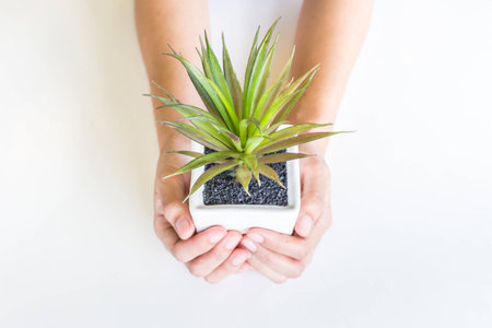 picks up a plant in a white containerの写真素材