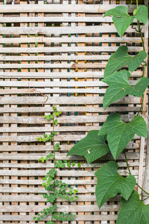 Plants on bamboo background.の写真素材