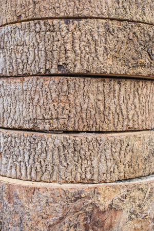 wood texture.の写真素材