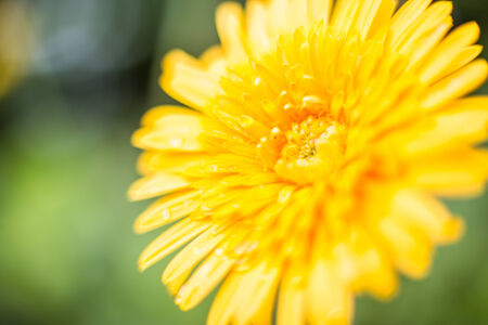 yellow flowers by the side of the roadの写真素材