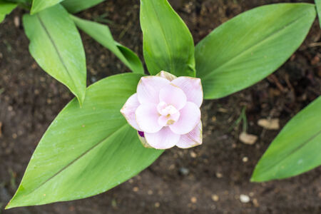 Siam Tulip at Chaiyaphumの写真素材