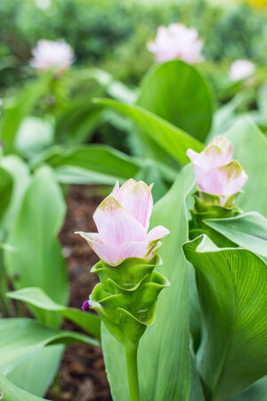 Siam Tulip at Chaiyaphumの写真素材