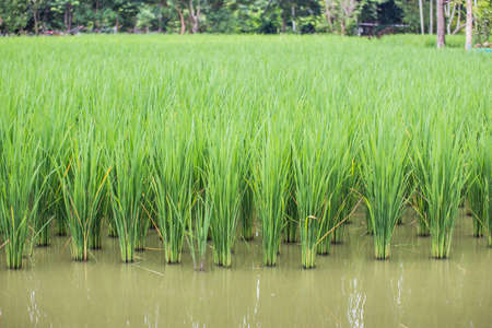Green rice fieldsの写真素材