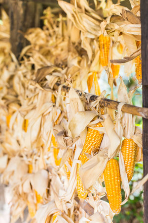 Corn drying under rooftop .の写真素材
