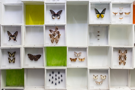Set of insects on white backgroundの写真素材