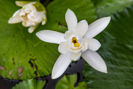 Beautiful lotus in the pond.の写真素材