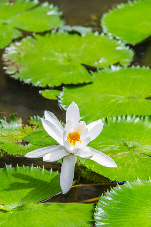 Beautiful lotus in the pond.の写真素材