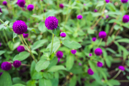 Purple flowerの写真素材