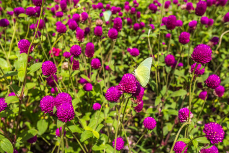 Purple flowerの写真素材