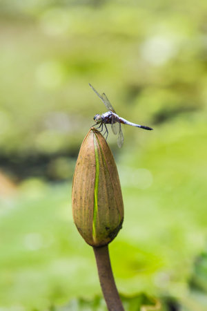close up of a happy looking dragonfly resting on a flower bud .の写真素材