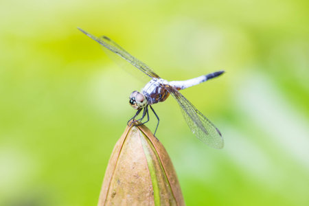 close up of a happy looking dragonfly resting on a flower bud .の写真素材