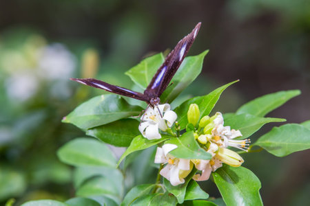 An Image of Butterflyの写真素材