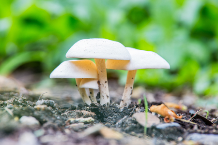 Group of mushrooms in the autumn forest.の写真素材