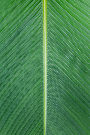 Close up of Tropical Green Leave Texture use as a Background.の写真素材