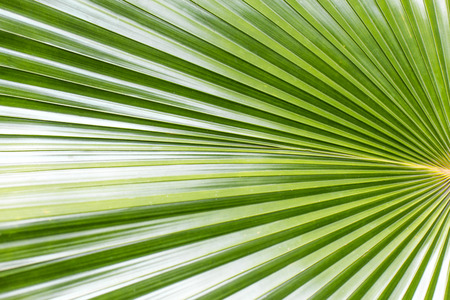 Close up of Tropical Green Leave Texture use as a Background.の写真素材