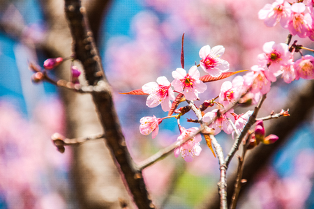Beautiful flowering Japanese cherry - Sakura. Background with flowers on a spring day.の写真素材