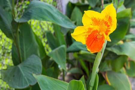 Closeup of a beautiful canna Lily.の写真素材