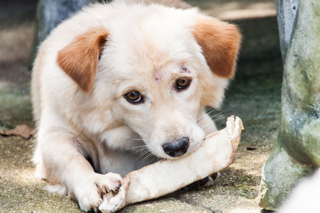 Thai dogの写真素材