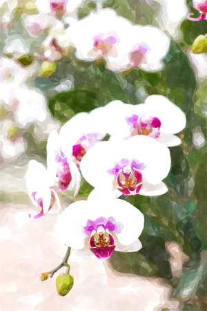 orchids water color effect.の写真素材