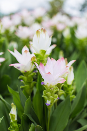 Photo of Curcuma alismatifolia blossom in Thailand.の写真素材