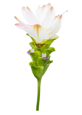Curcuma alismatifolia blossom isolated on white.の写真素材