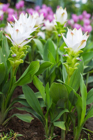 Photo of Curcuma alismatifolia blossom in Thailand.の写真素材