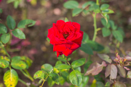 rose の写真素材