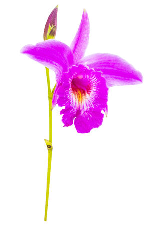 wild orchid flower isolated on whiteの写真素材