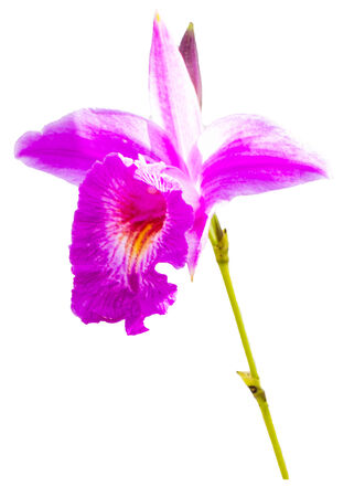 wild orchid flower isolated on whiteの写真素材