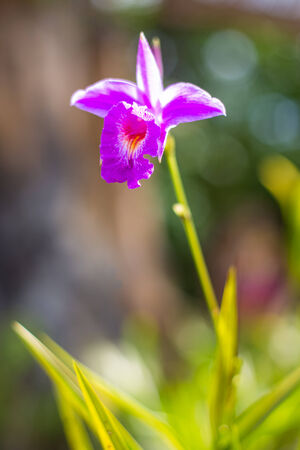 wild orchid flowerの写真素材