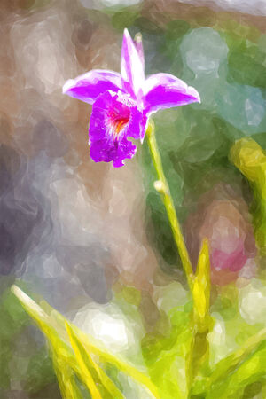 wild orchid flower water color effect の写真素材